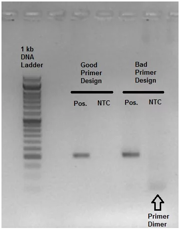 abm RNA Sequencing