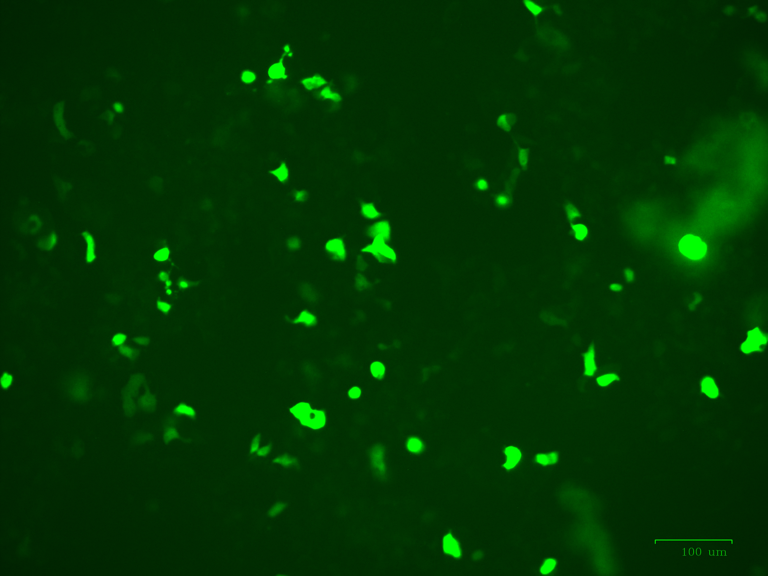 293 cells infected with Cat. No. AAV101 AAV-CMV-DIO-copGFP Vector showing copGFP expression in the presence of CRE