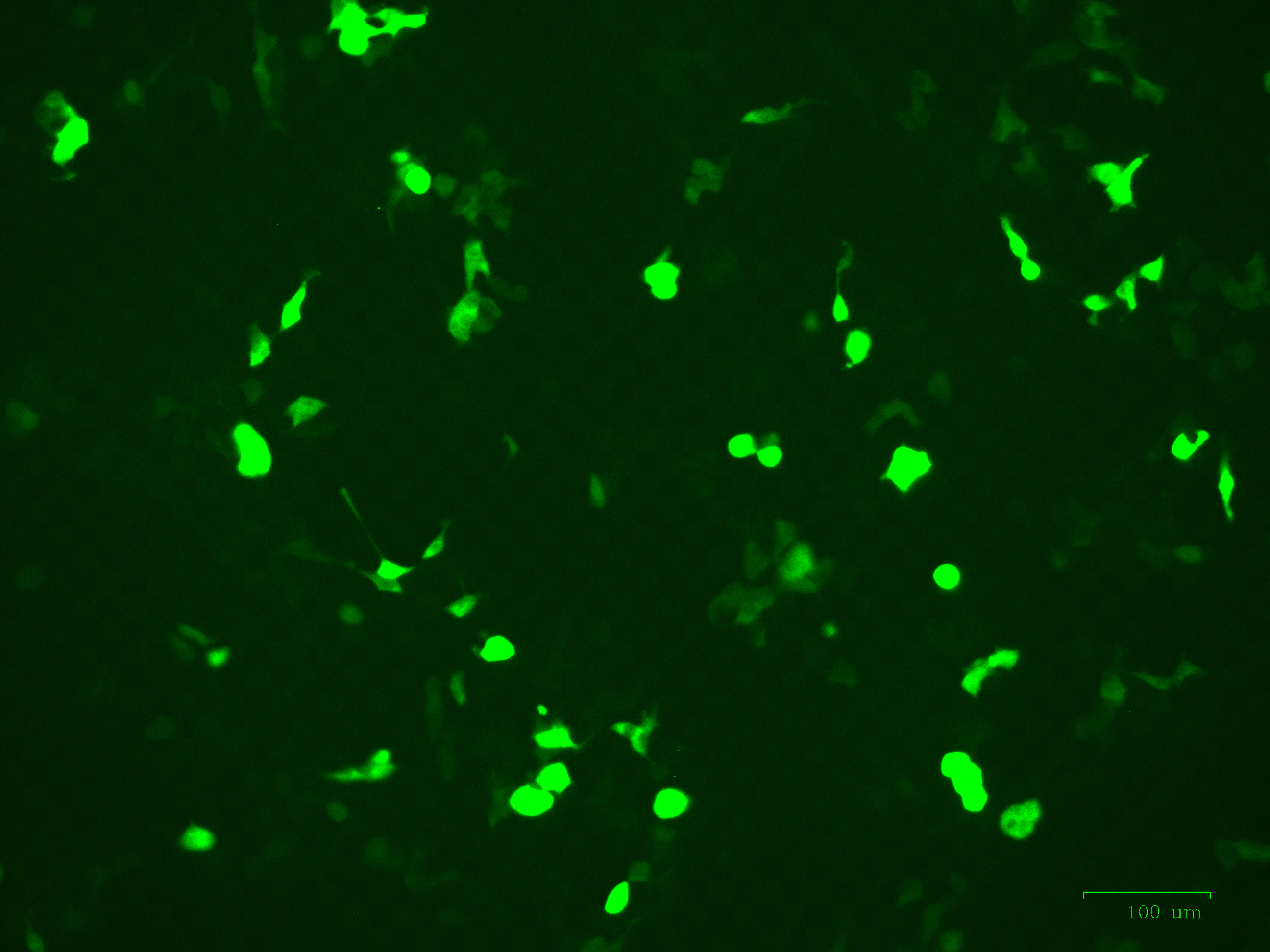 293 cells infected with Cat. No. LV661 Lenti-CMV-DIO-copGFP-SV40-Puro Vector showing copGFP expression in the presence of CRE