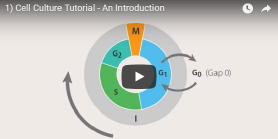 Cell Culture Tutorial