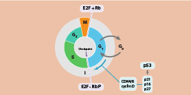 Cell Culture Knowledge Base