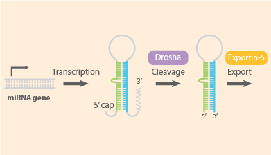 miRNA Target Prediction and Validation