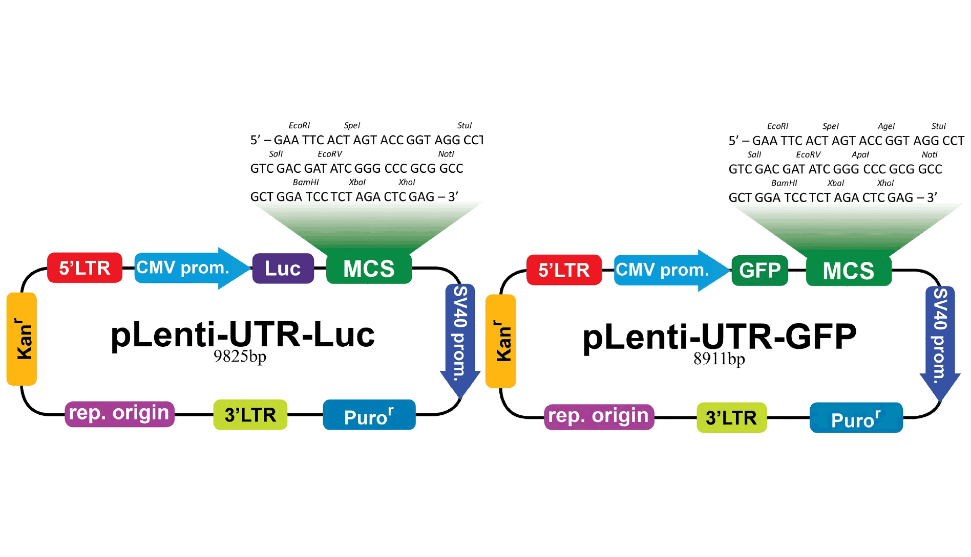 UTR vector map 