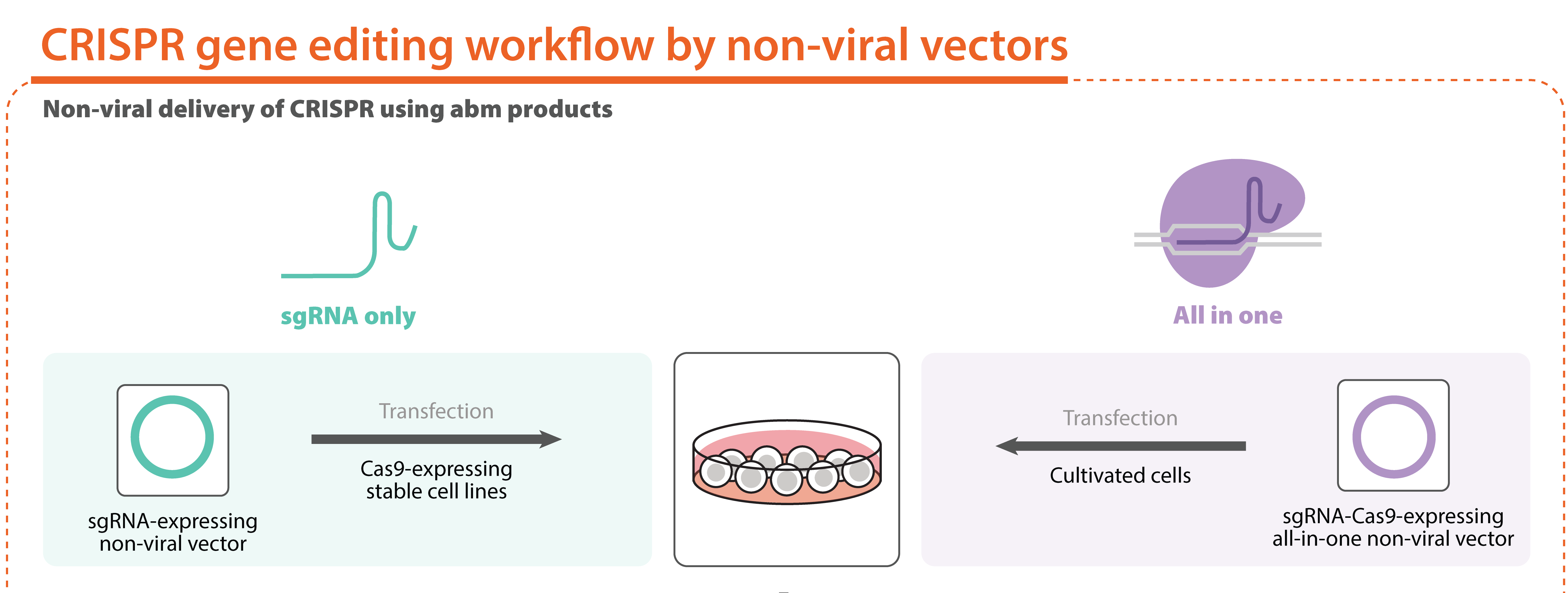 CRISPR Non-Viral Vector Workflow 