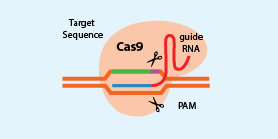 Introduction to CRISPR