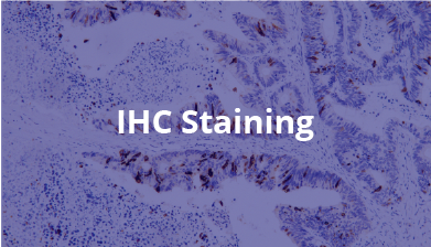 IHC Staining