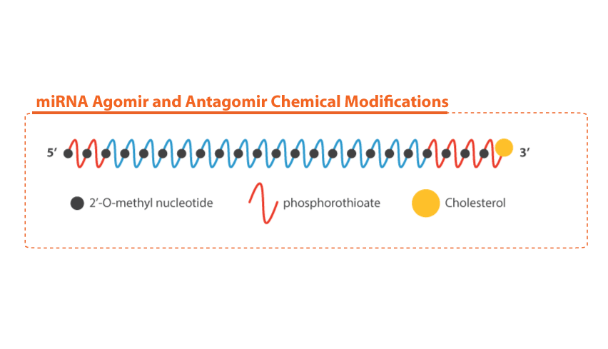 miRNA agomirs and antagomirs