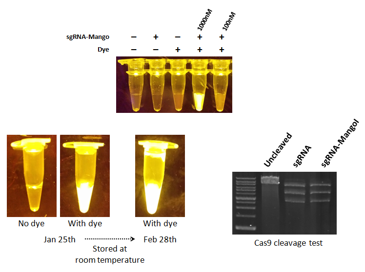 RNA Mango in a test tube