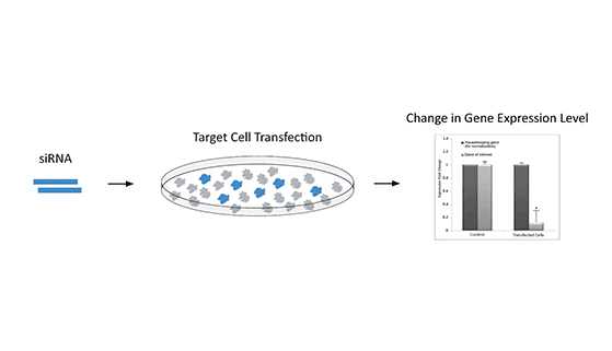 siRNA oligo Workflow 