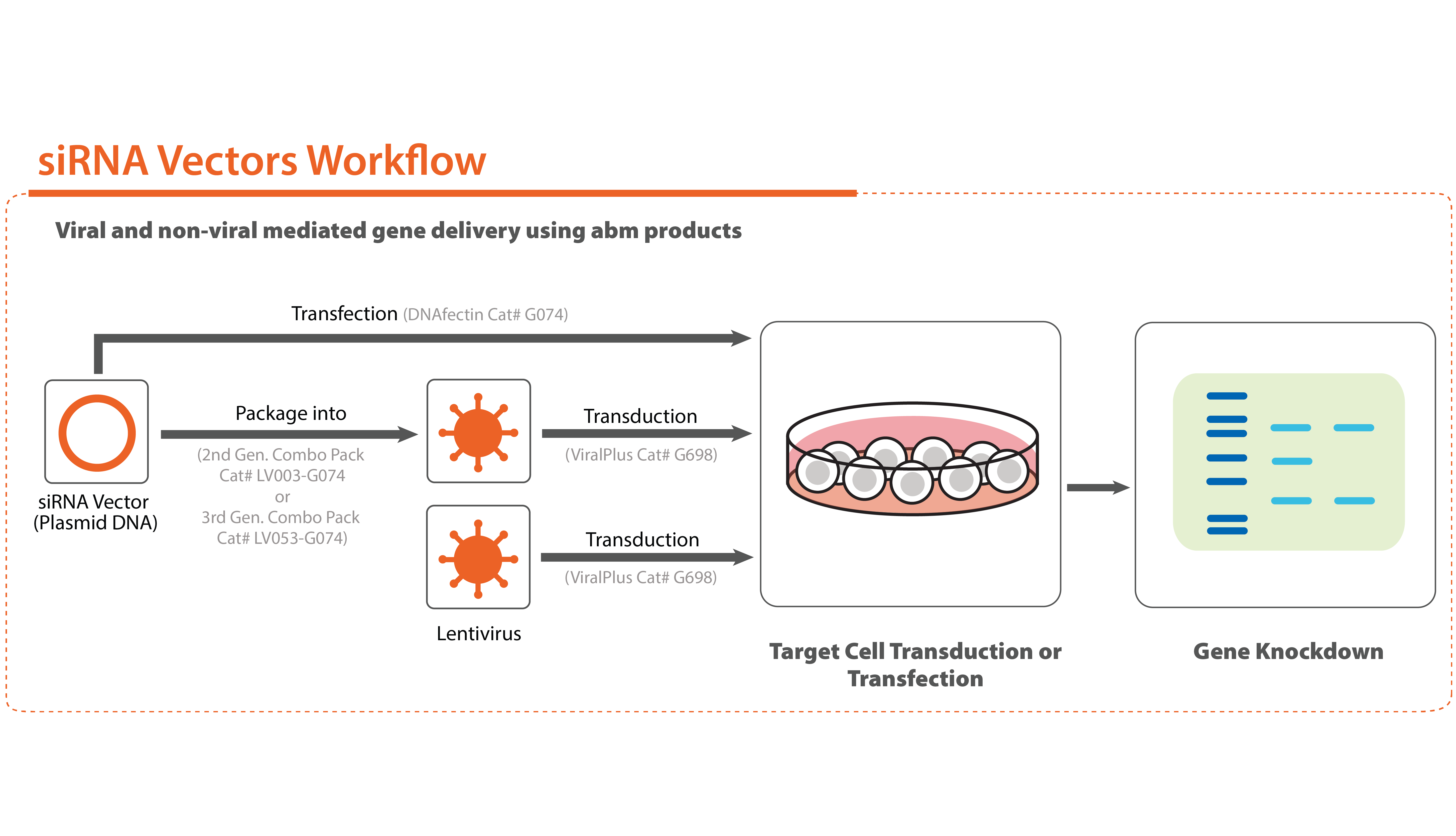 Lentivector workflow siRNA