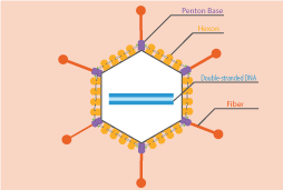 Lenti-siRNA Expression Systems